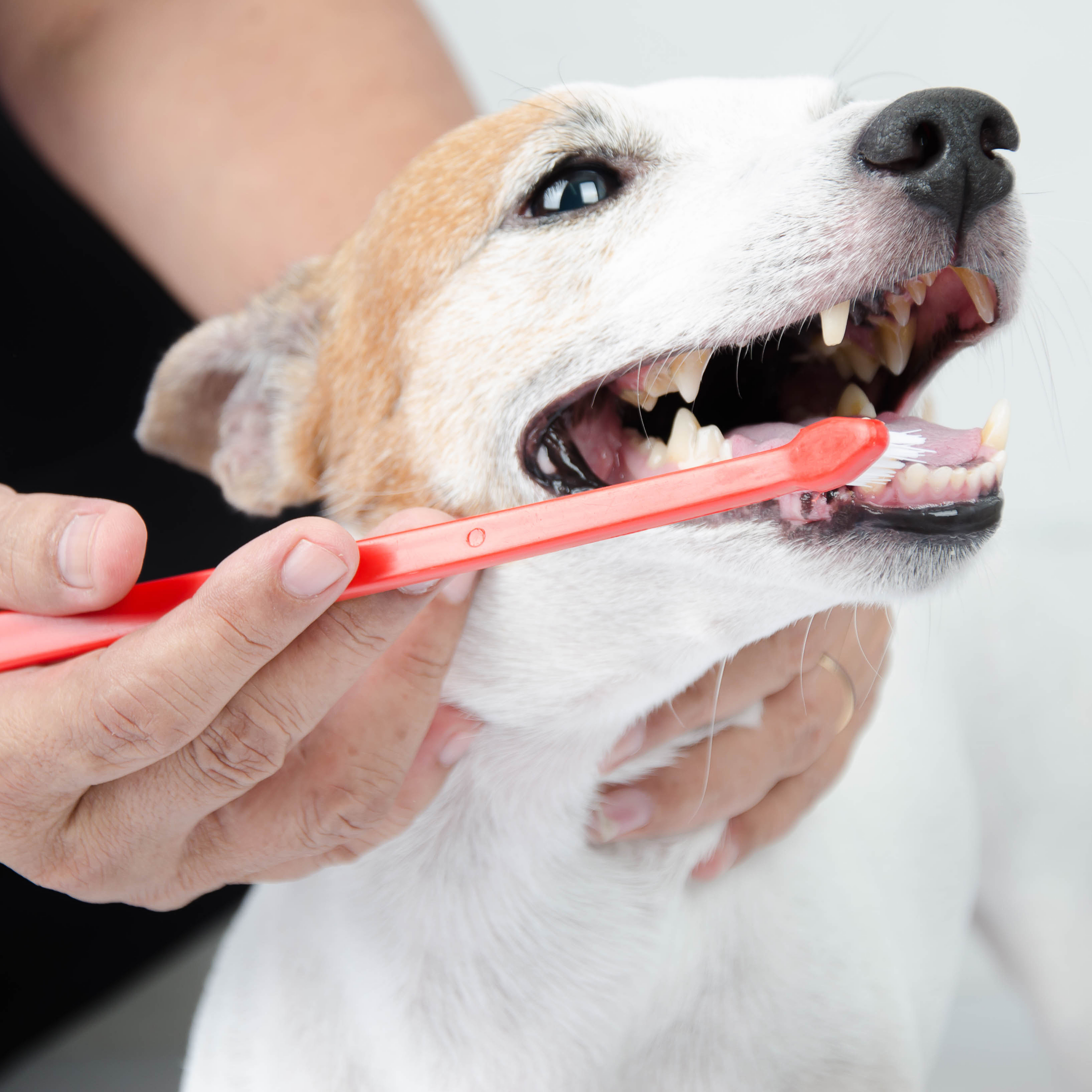 🐶🪥 Kit de Cepillos Dentales para Mascotas – 3 piezas