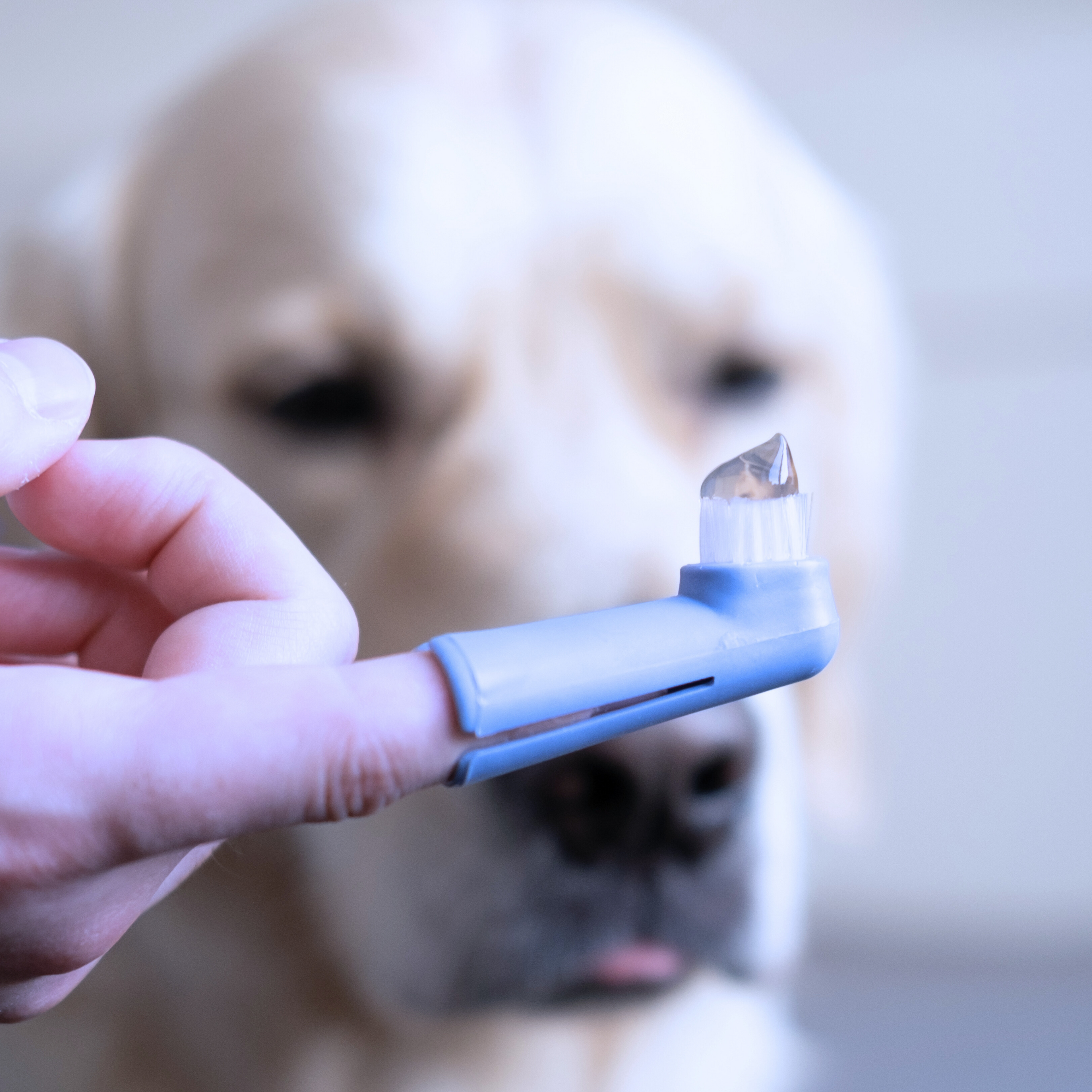 🐶🪥 Kit de Cepillos Dentales para Mascotas – 3 piezas