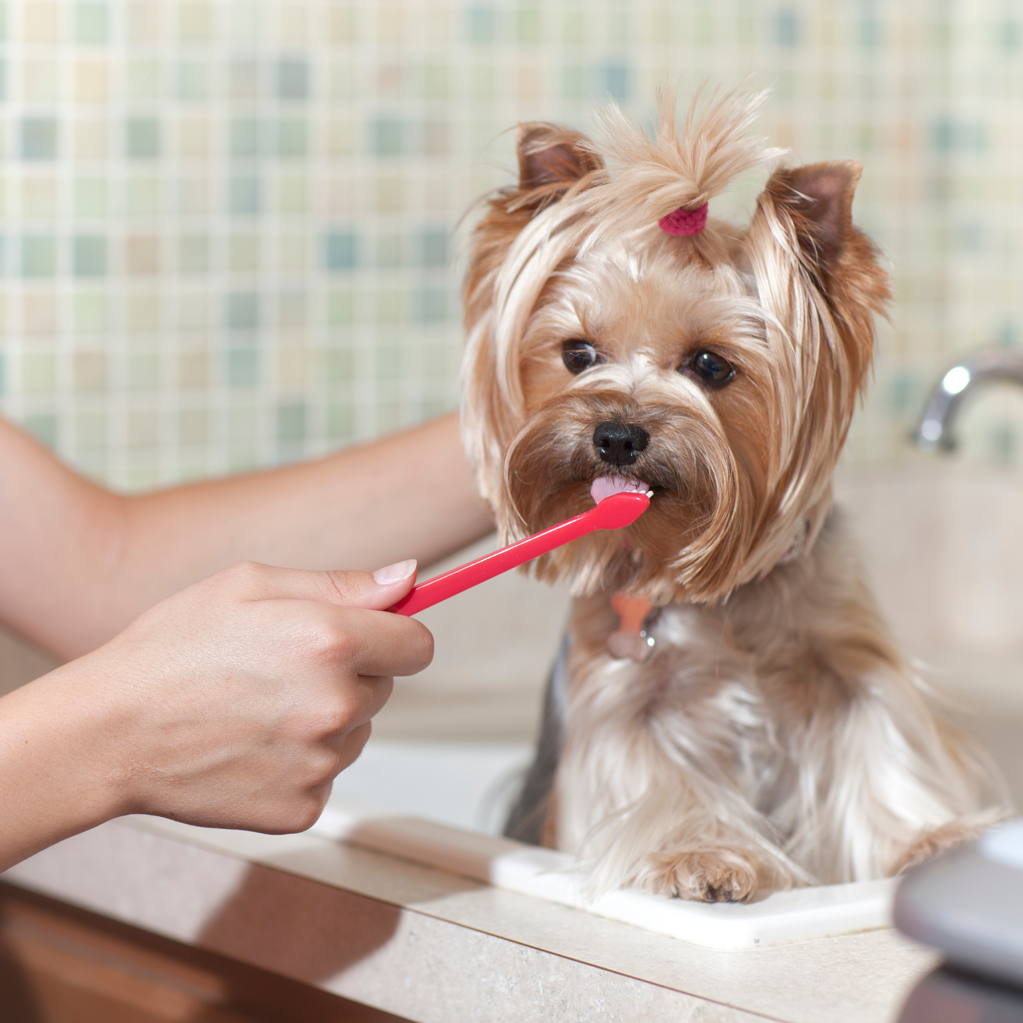 🪥 Set de Cepillos Dentales para Mascotas - Farma Pets