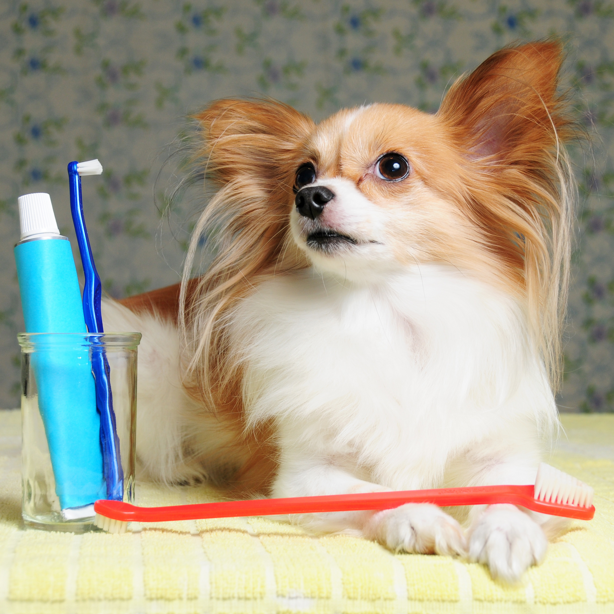 🪥 Set de Cepillos Dentales para Mascotas - Farma Pets